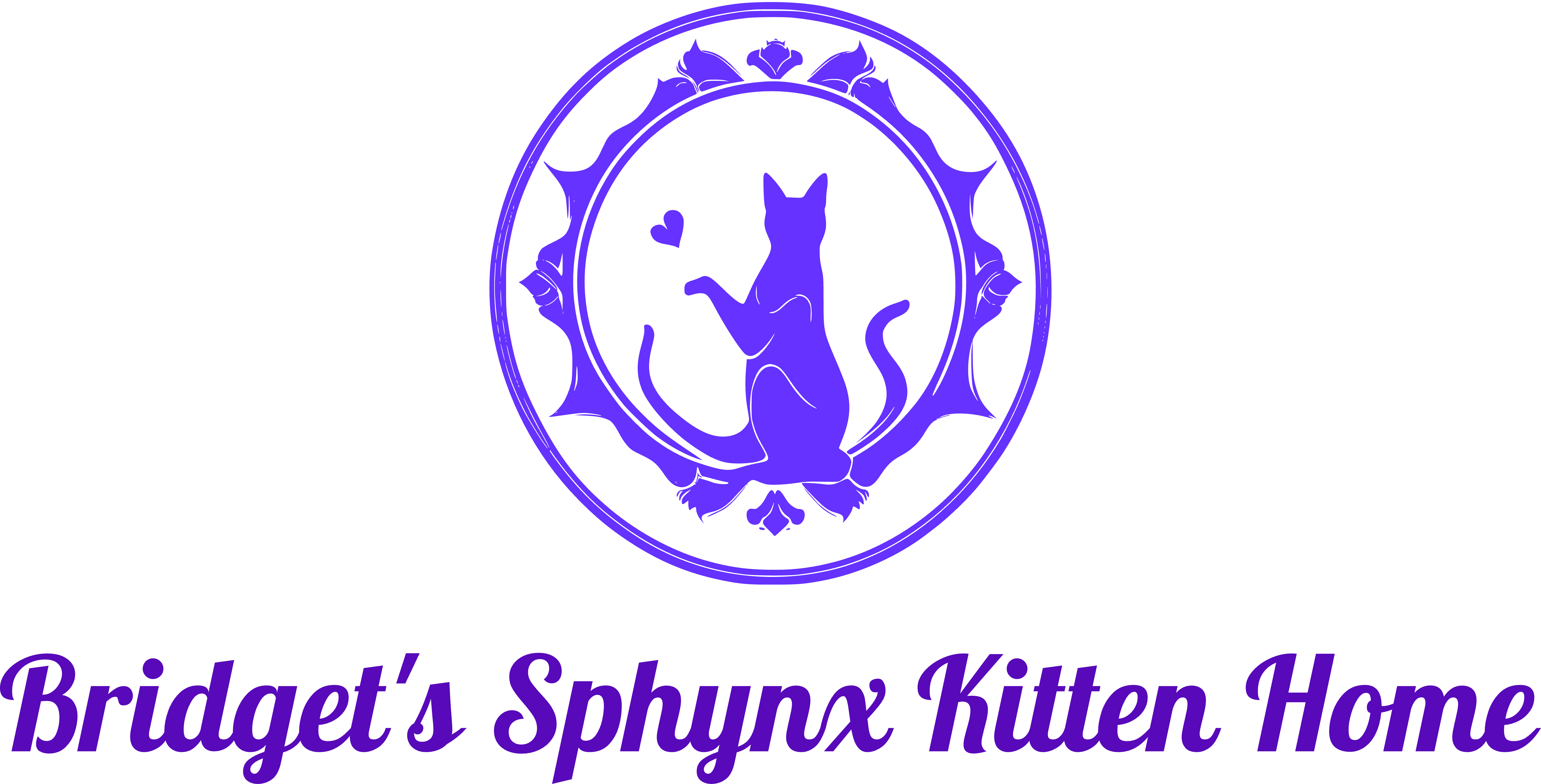 Bridget Sphynx Kitten Home