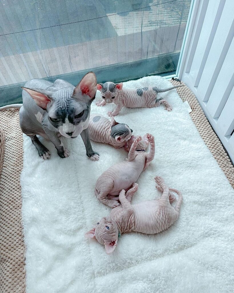 sphynx kittens for sale houston